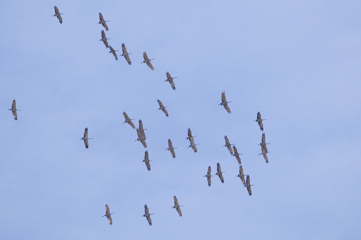 Sandhill Crane - ML144885671