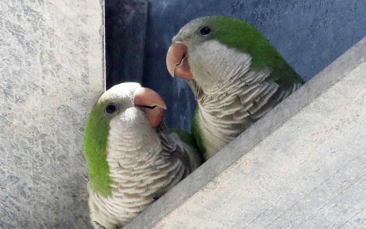 Monk Parakeet - ML144885691