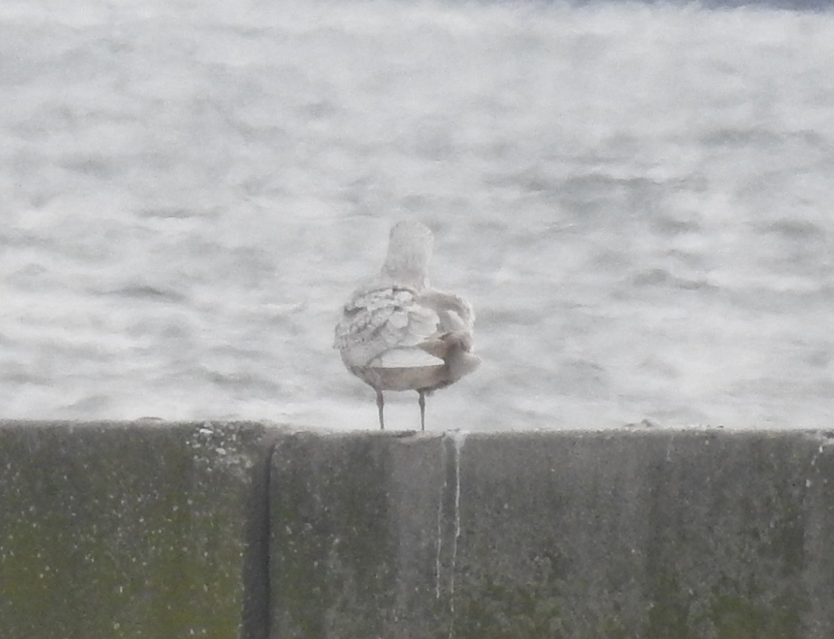 Iceland Gull - ML144885941