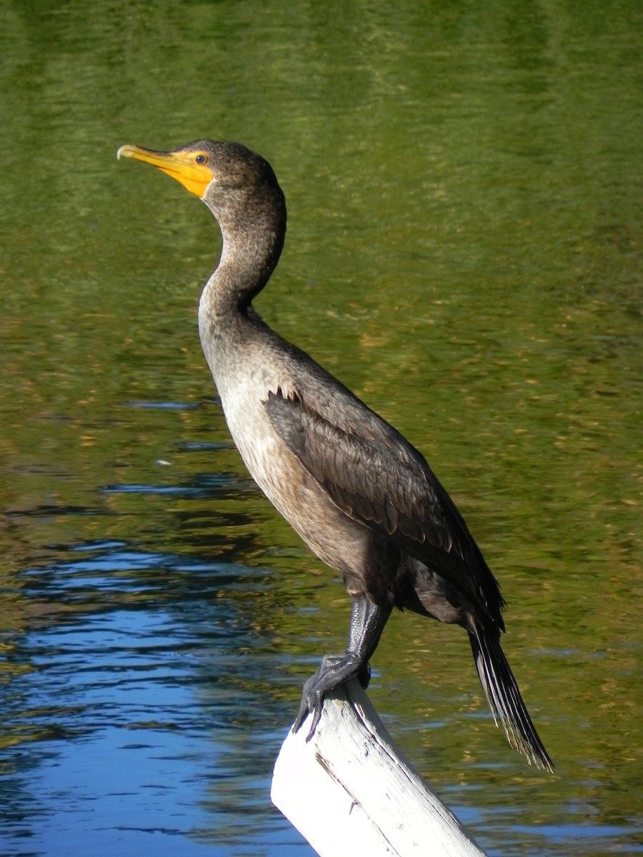 Double-crested Cormorant - ML144886311