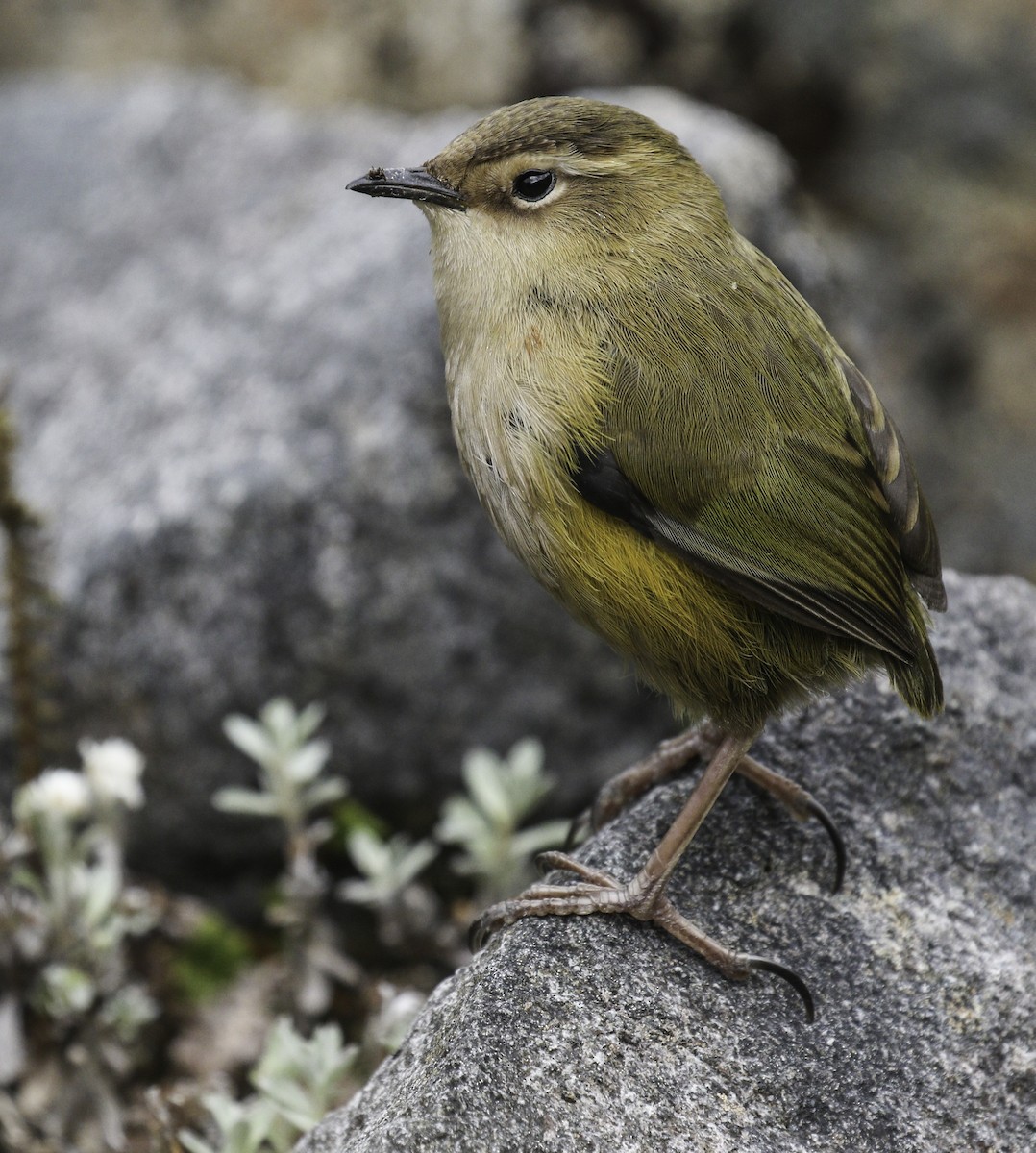 South Island Wren - ML144887031