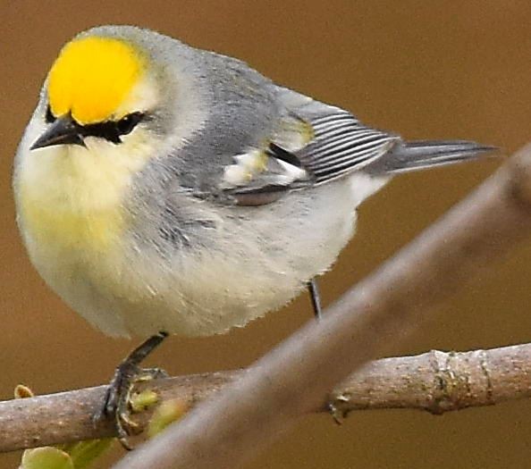 lesňáček zlatokřídlý x modrokřídlý (F1 hybrid) - ML144888961