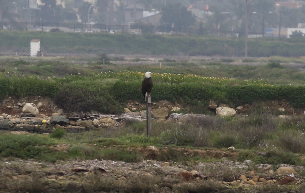 Weißkopf-Seeadler - ML144889111