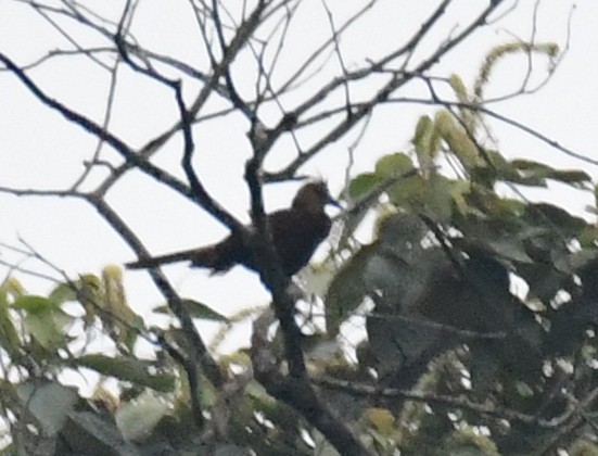 Russet-backed Oropendola - ML144889191