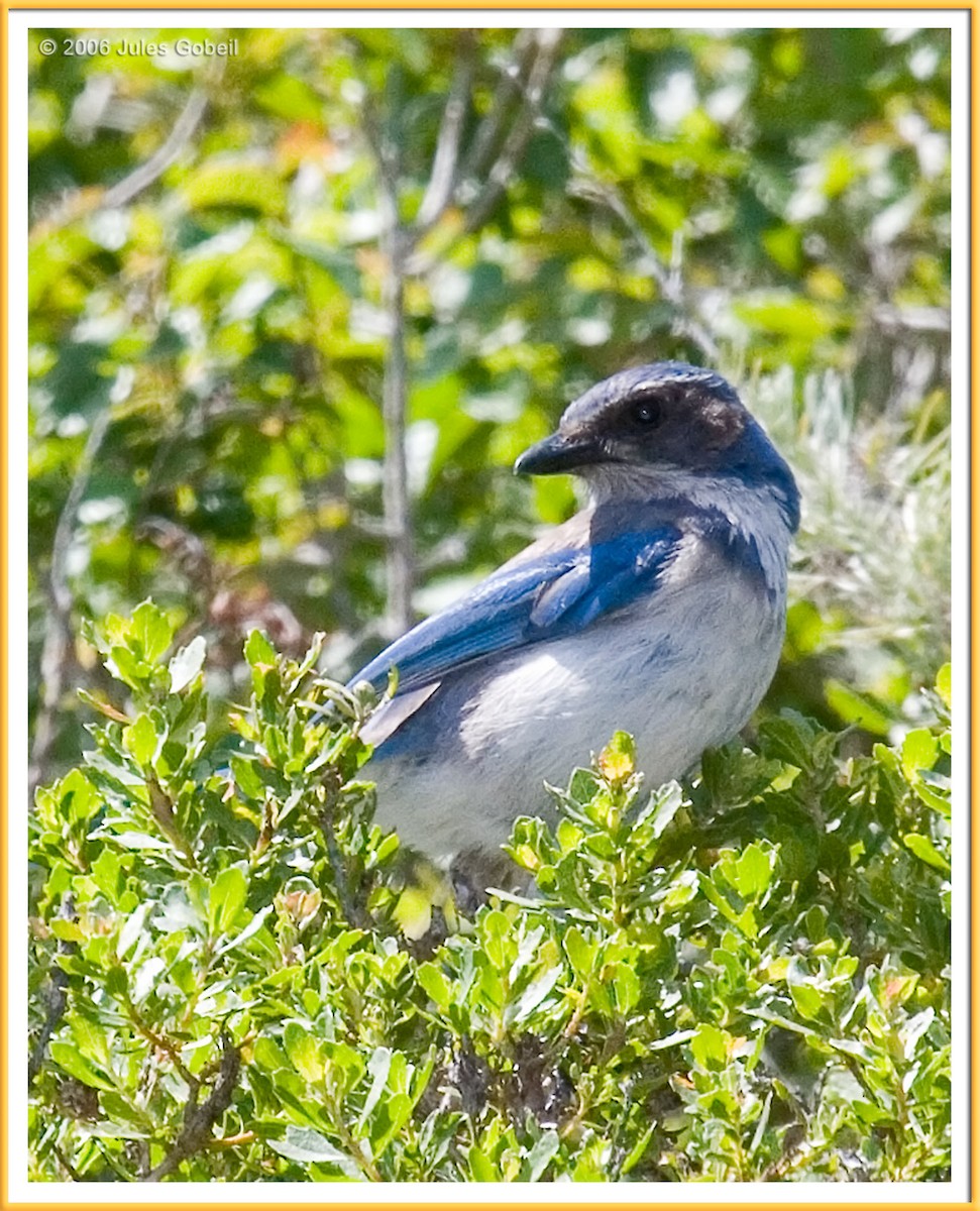 California Scrub-Jay - Jules Gobeil