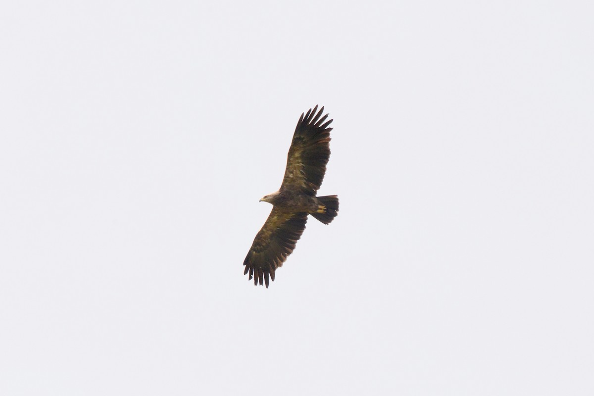 Tawny Eagle - ML144889361