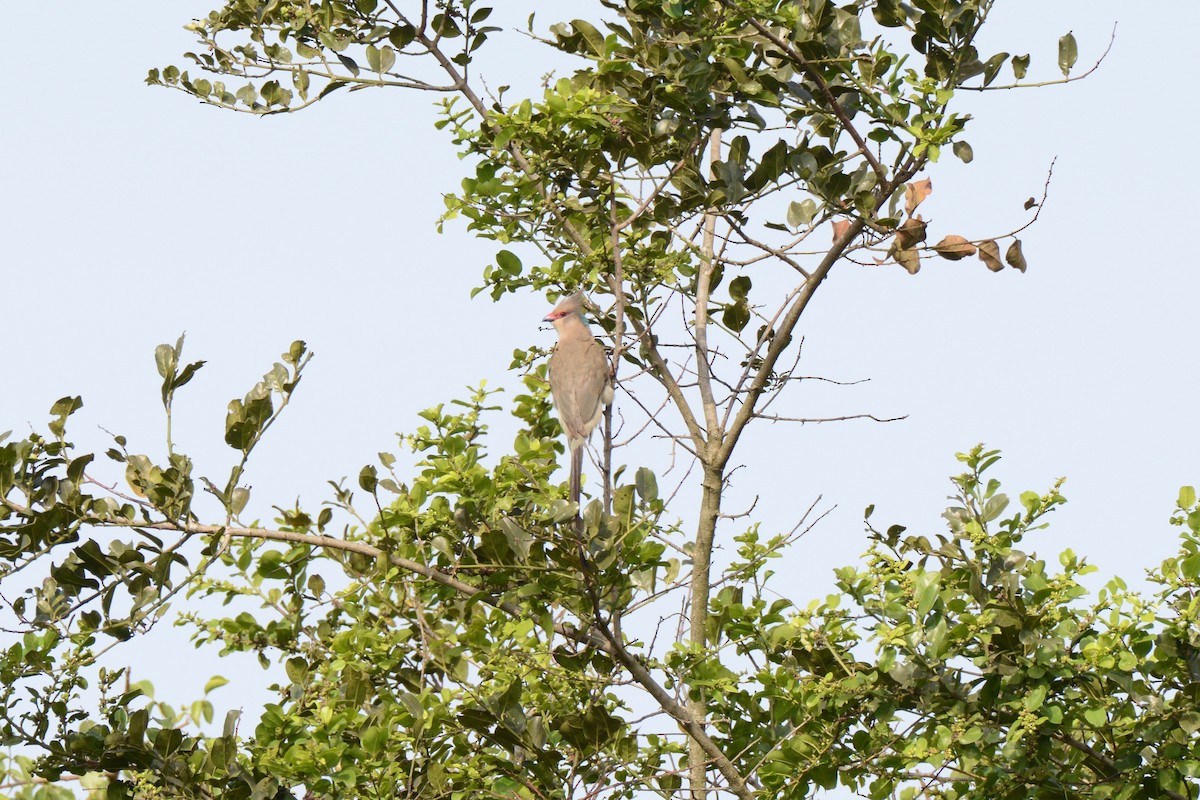 Blue-naped Mousebird - ML144889471