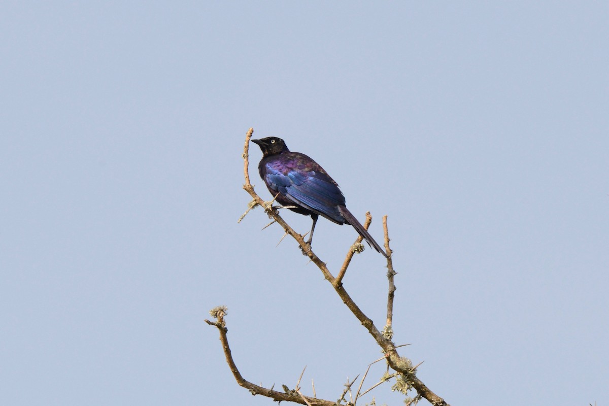 Rüppell's Starling - ML144889901