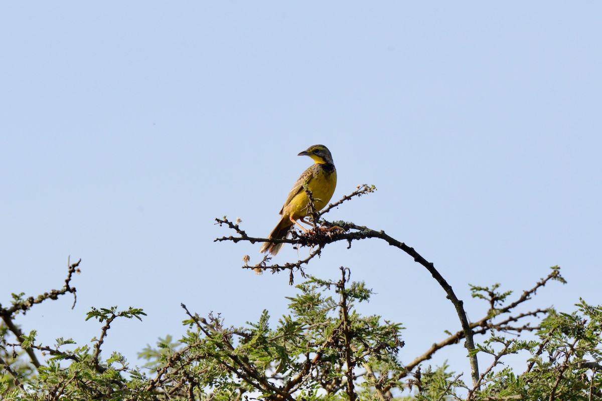 Yellow-throated Longclaw - ML144889911