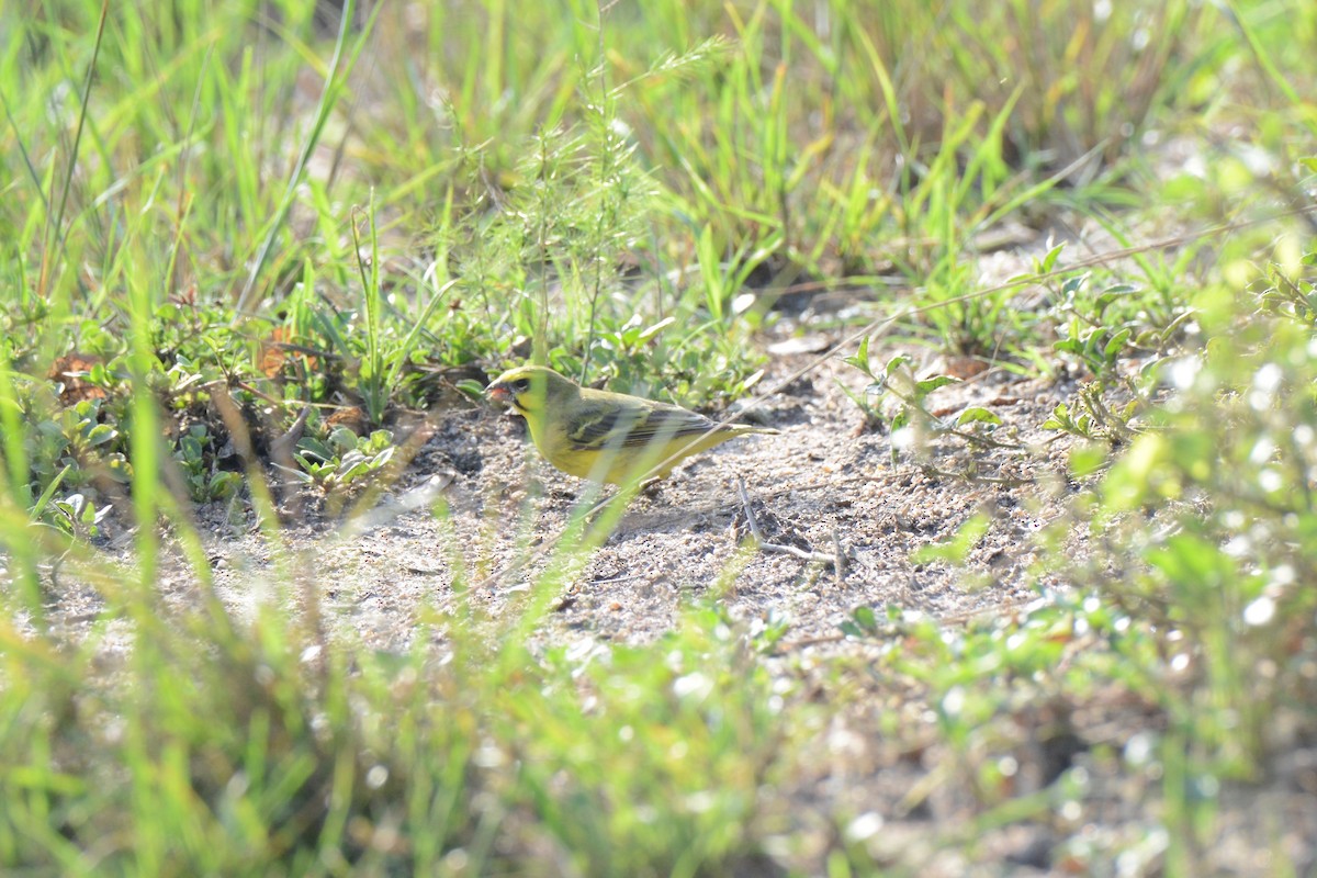 Yellow-fronted Canary - ML144889941