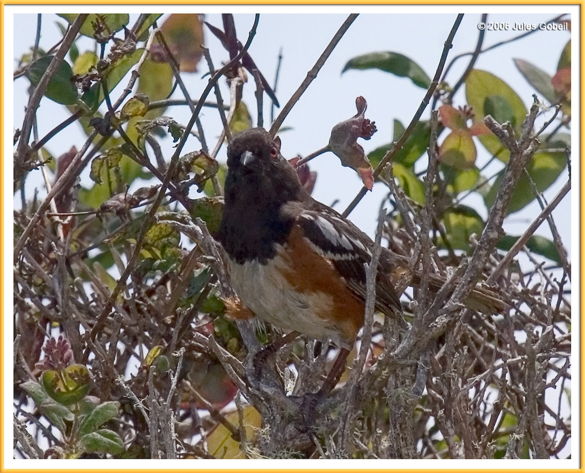 Spotted Towhee - Jules Gobeil