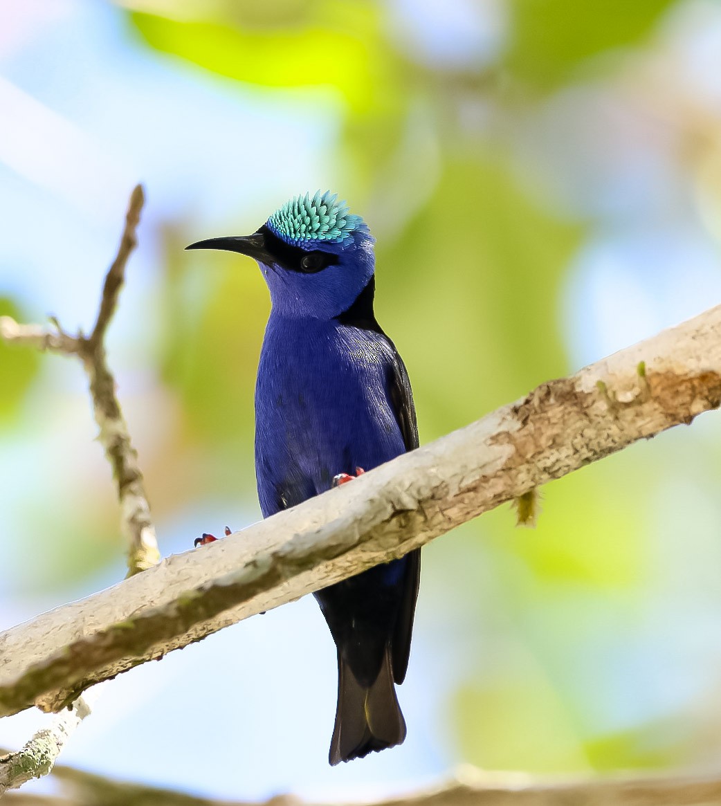 Red-legged Honeycreeper - Isaias Morataya