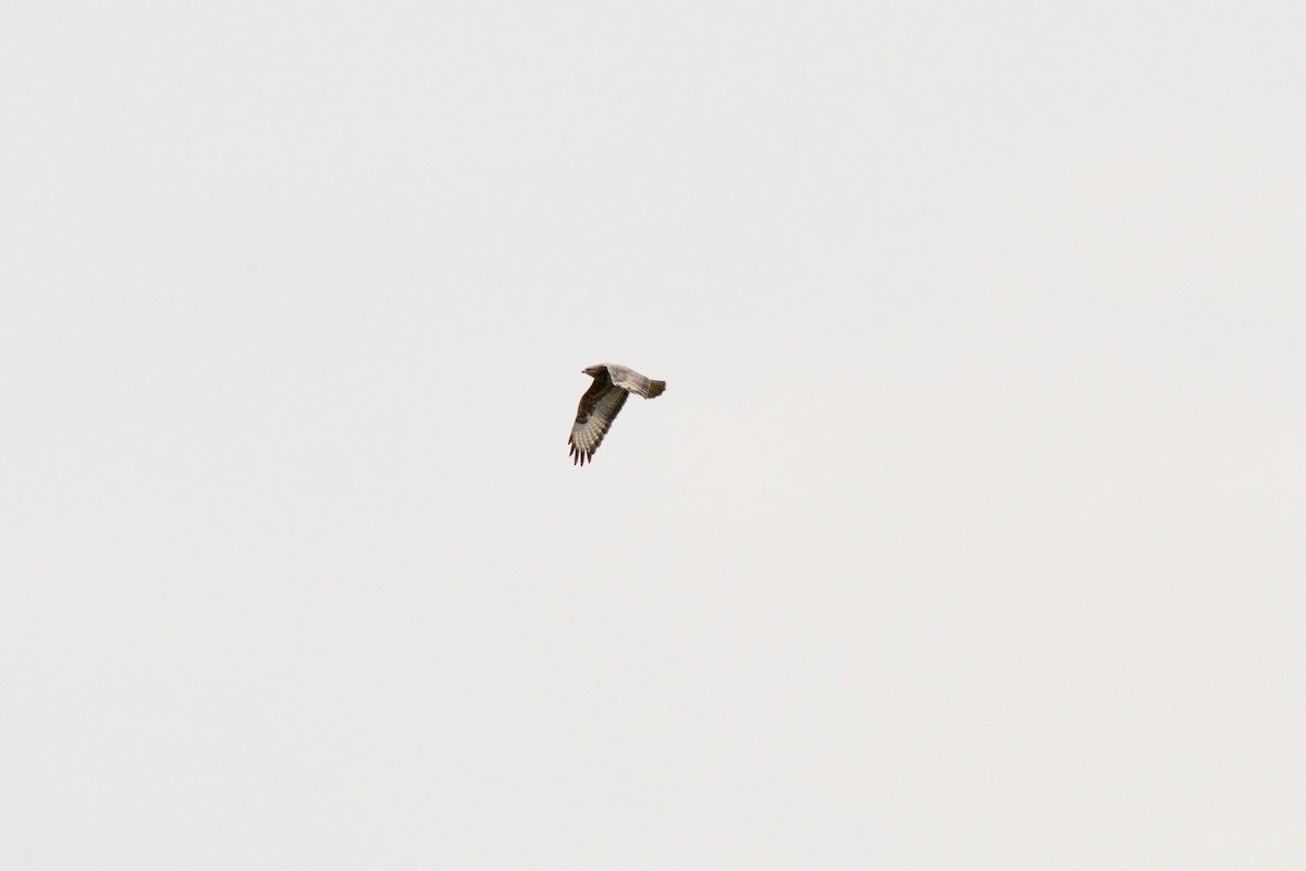 Common Buzzard (Steppe) - ML144891571