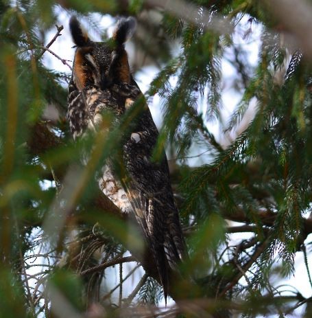 kalous ušatý - ML144892251