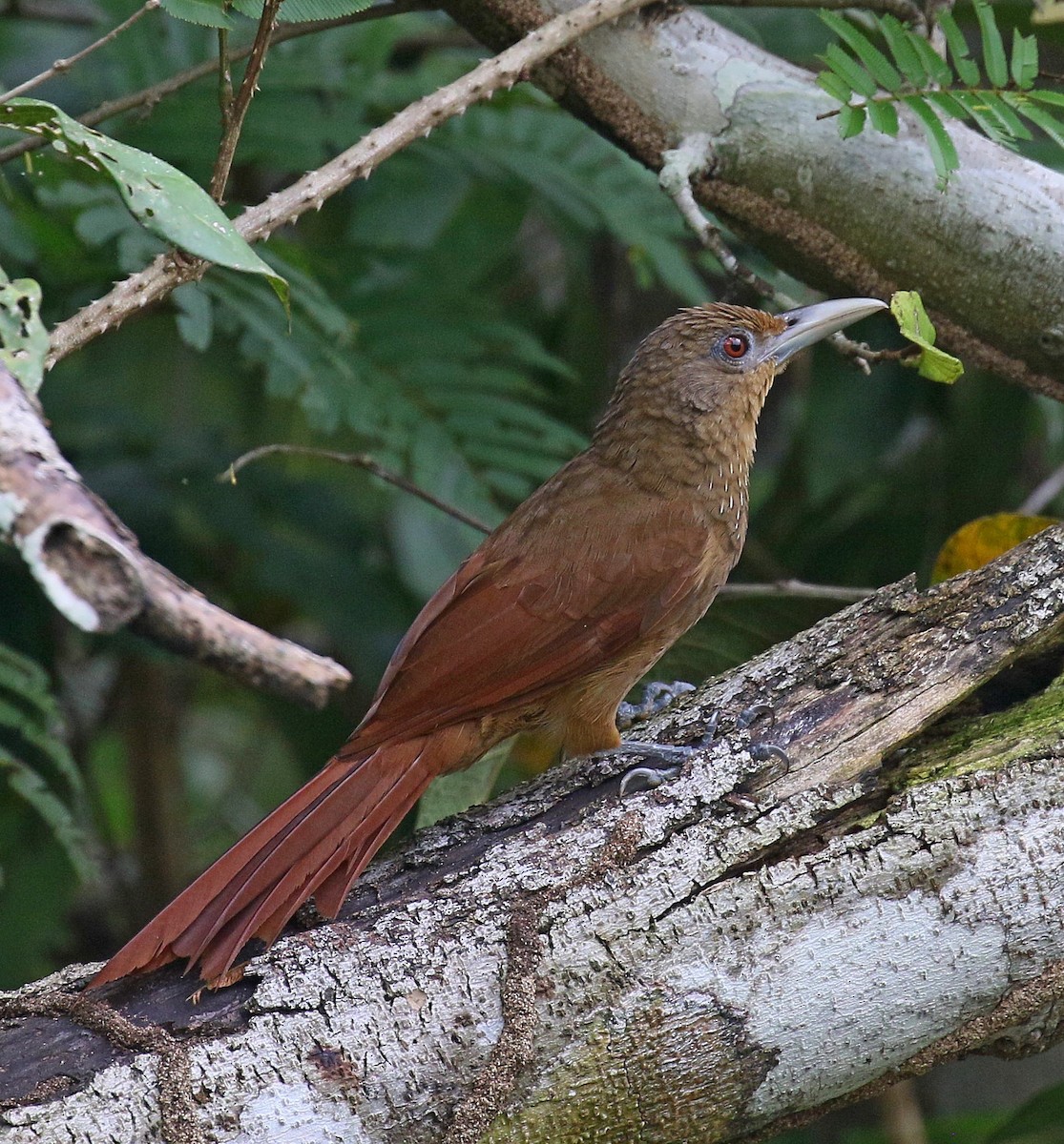 Cinnamon-throated Woodcreeper - Kenneth Trease