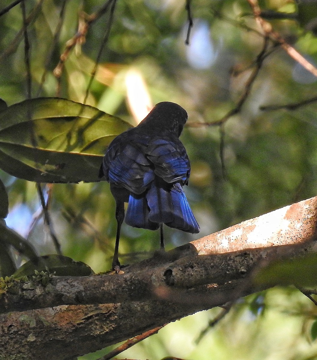 Malabar Whistling-Thrush - ML144896251