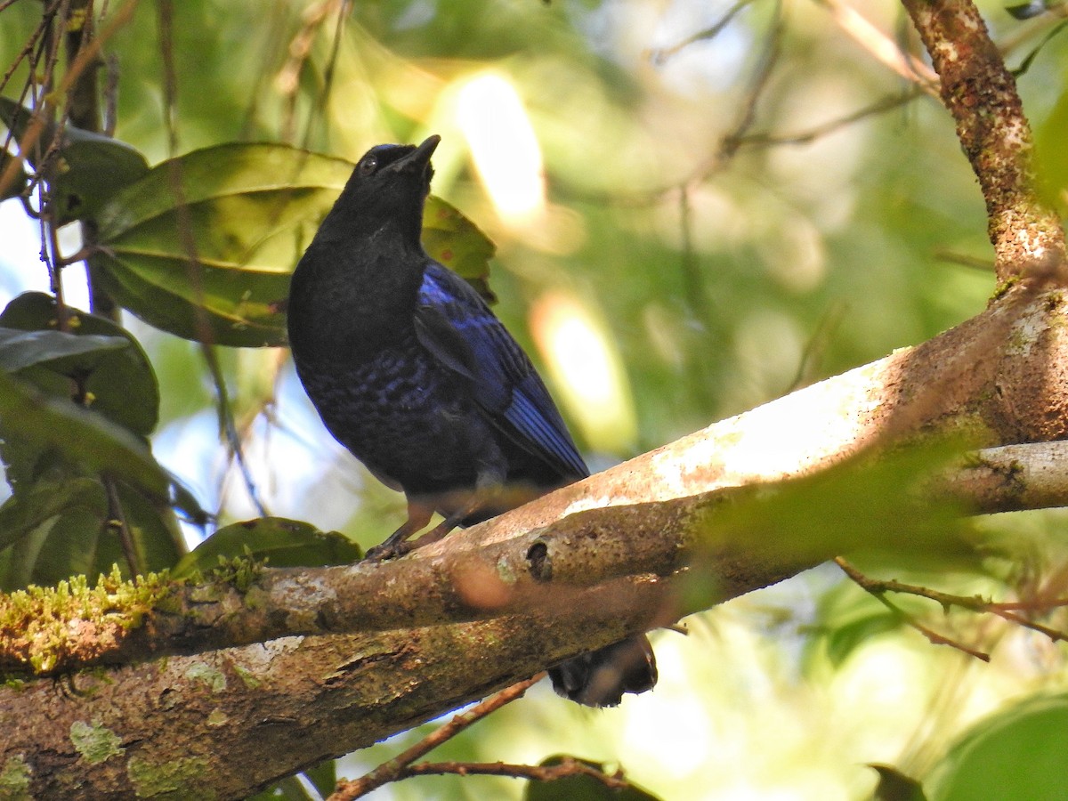 Malabar Whistling-Thrush - ML144896261