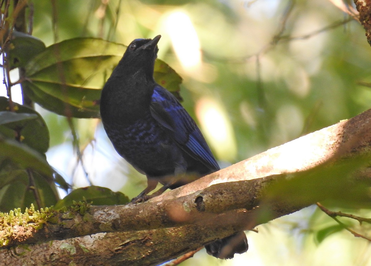 Malabar Whistling-Thrush - ML144896281