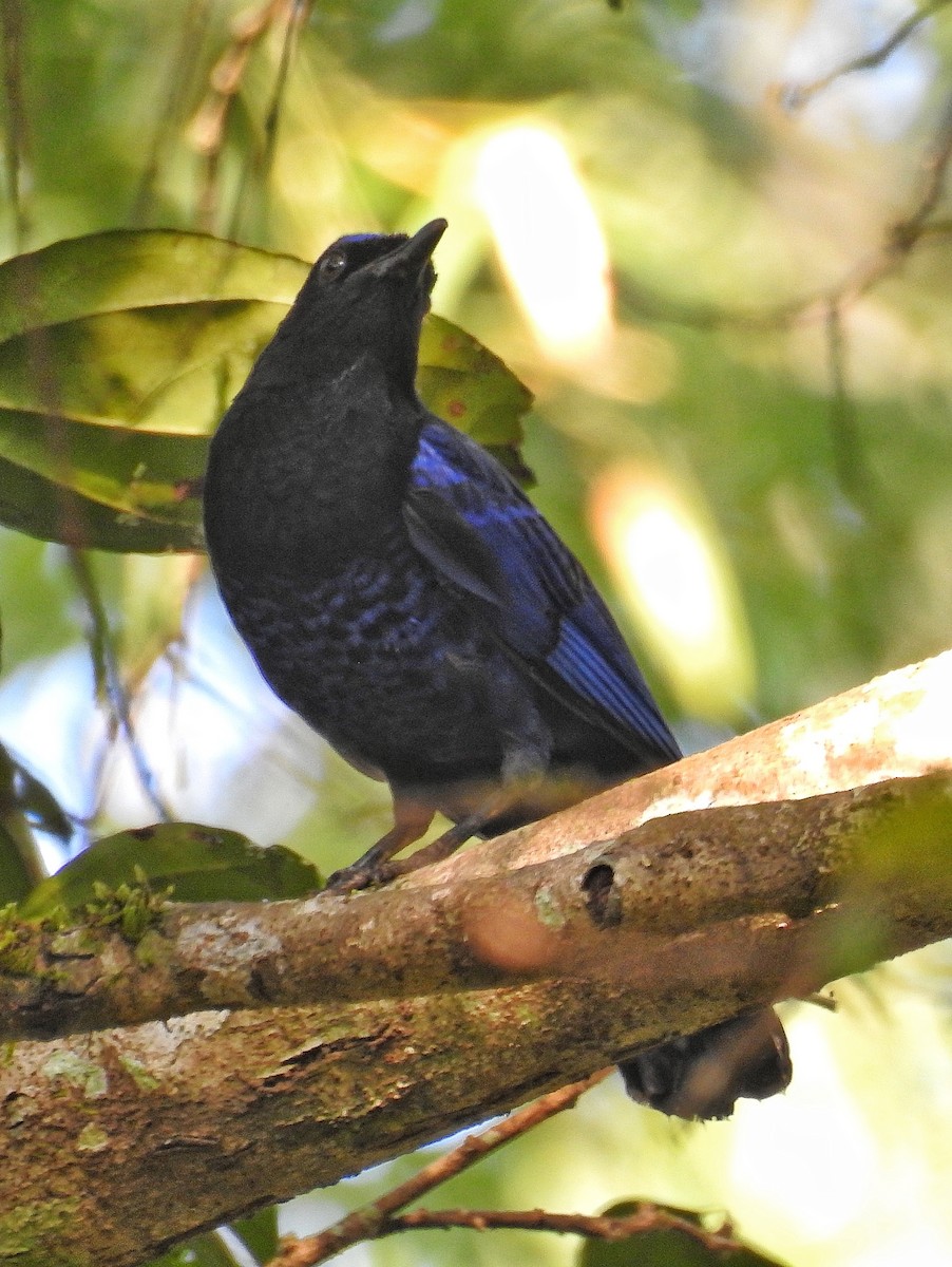 Malabar Whistling-Thrush - ML144896301