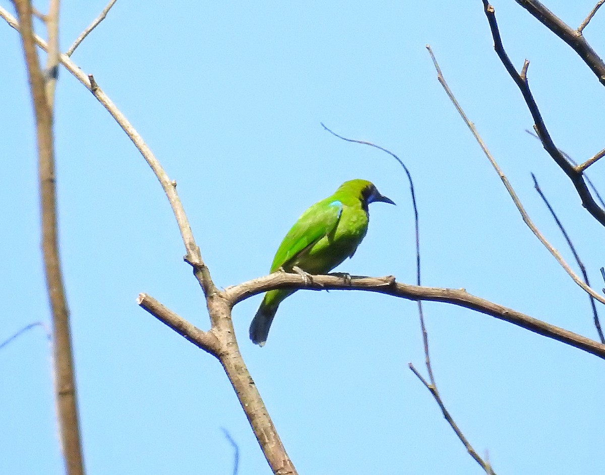 Golden-fronted Leafbird - ML144896751