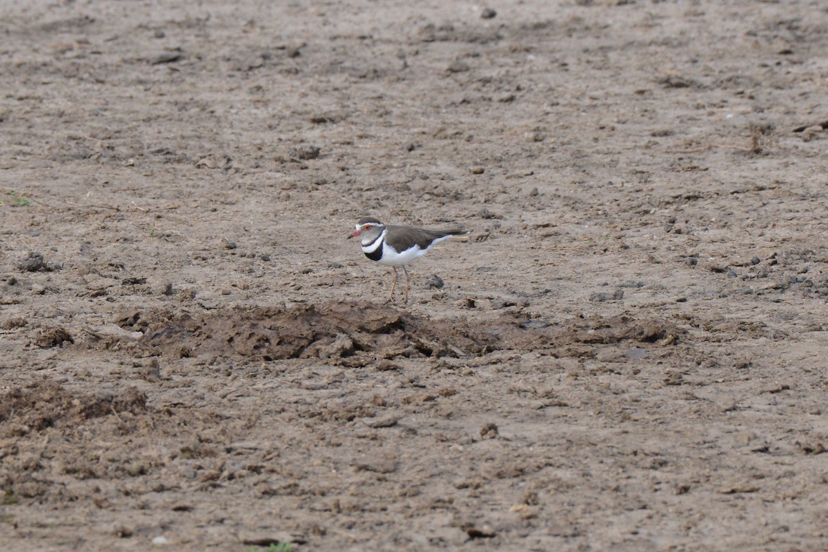 Three-banded Plover - Timothy Lloyd