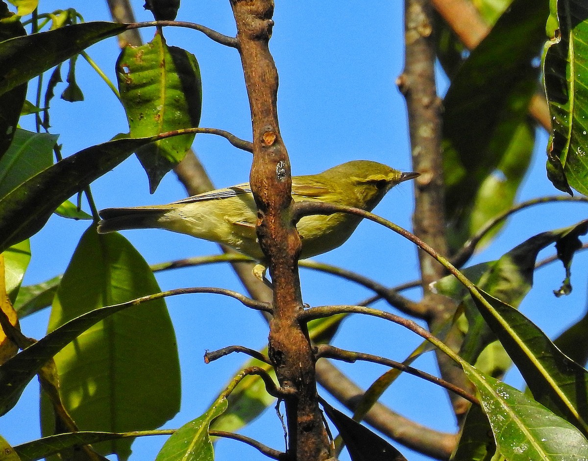 Green Warbler - ML144897411