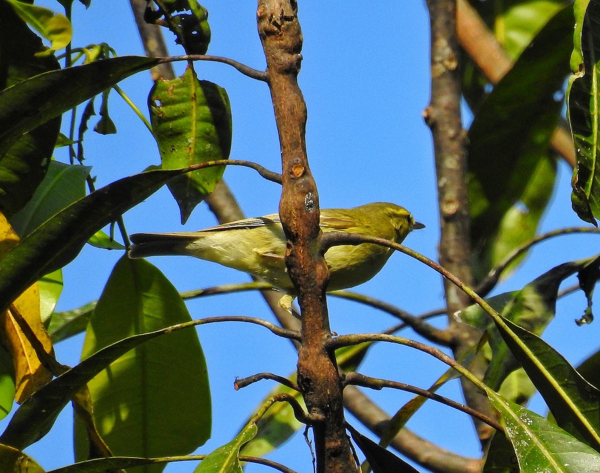 Green Warbler - ML144897431