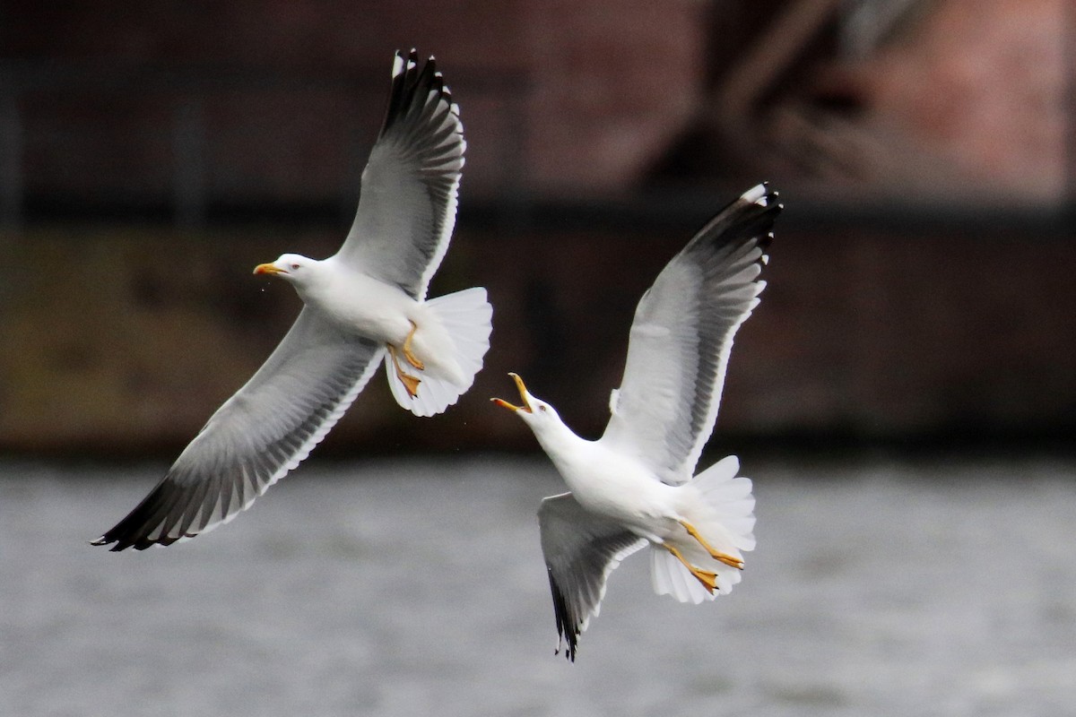 Lesser Black-backed Gull (intermedius) - Ingo Rösler