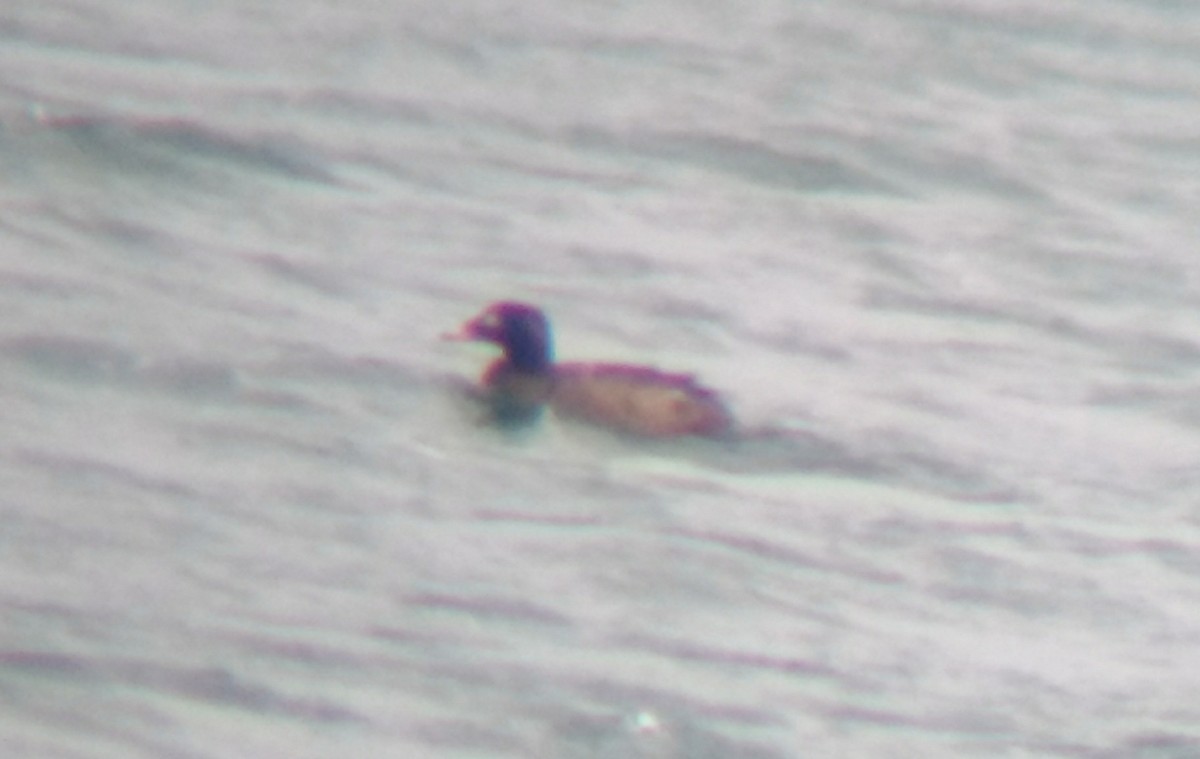 White-winged Scoter - ML144899571