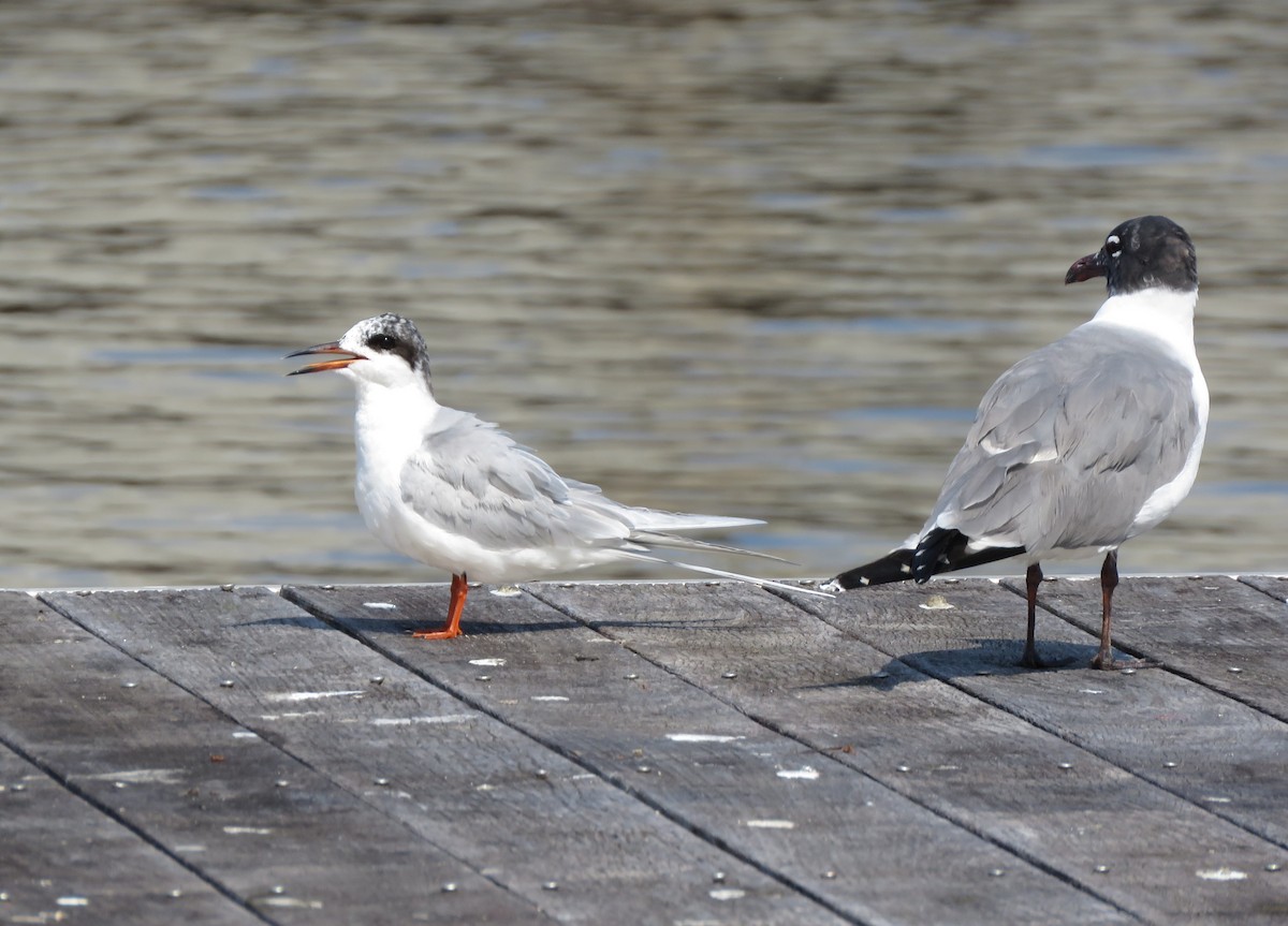 Forster's Tern - ML144901081