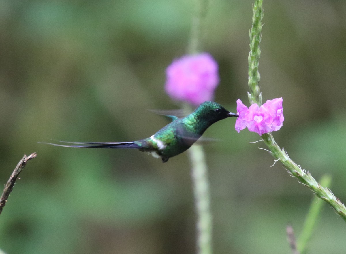 Green Thorntail - ML144901861