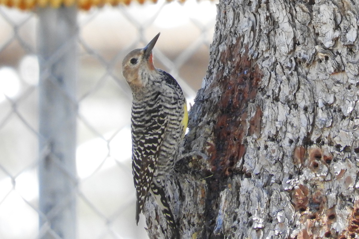 Williamson's Sapsucker - Sandy Fabritius