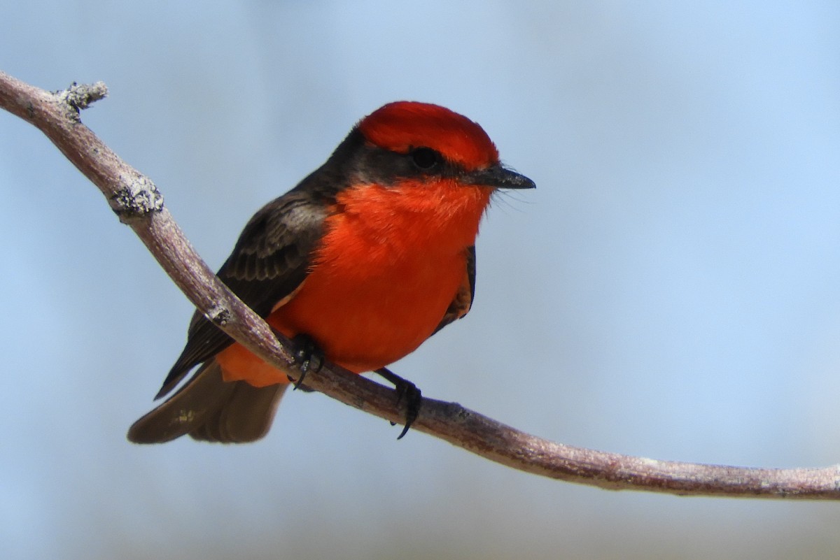 Vermilion Flycatcher - ML144902631