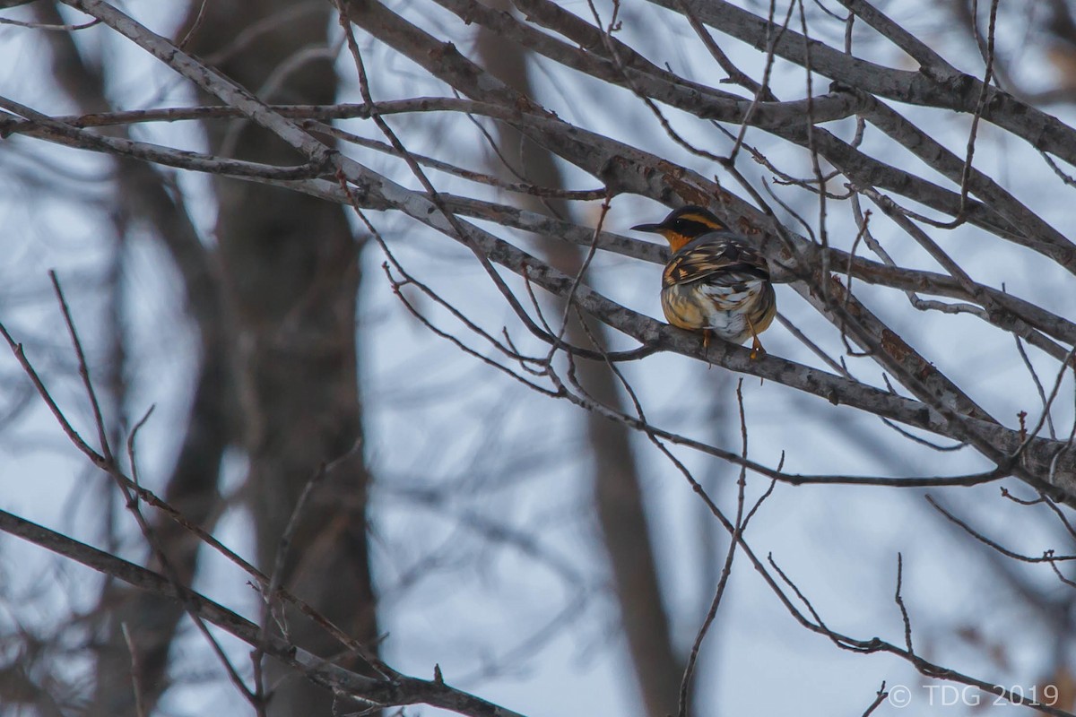 Varied Thrush - Thomas Gass