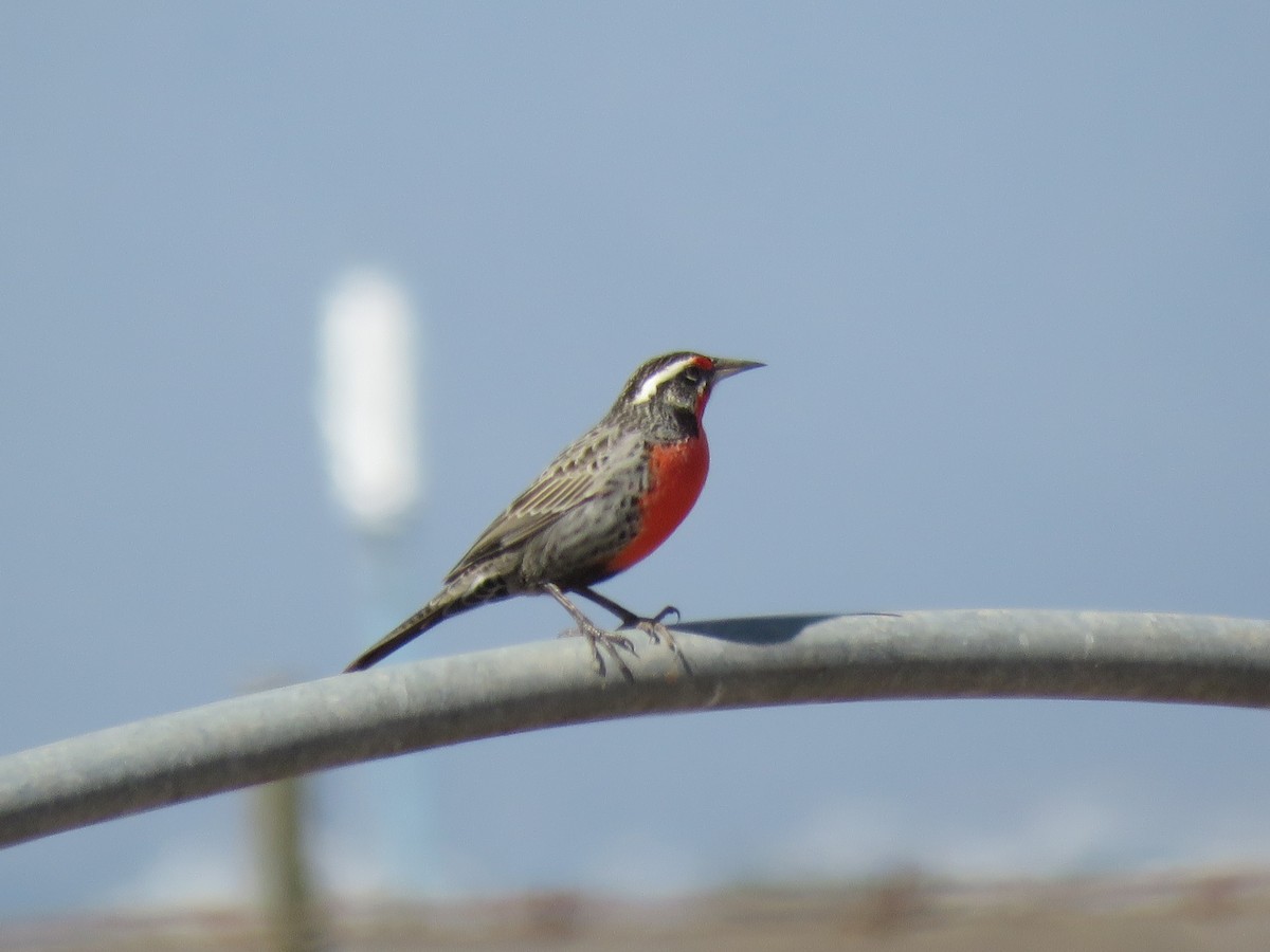 Long-tailed Meadowlark - ML144906841