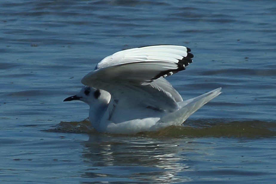 Bonaparte's Gull - ML144907911