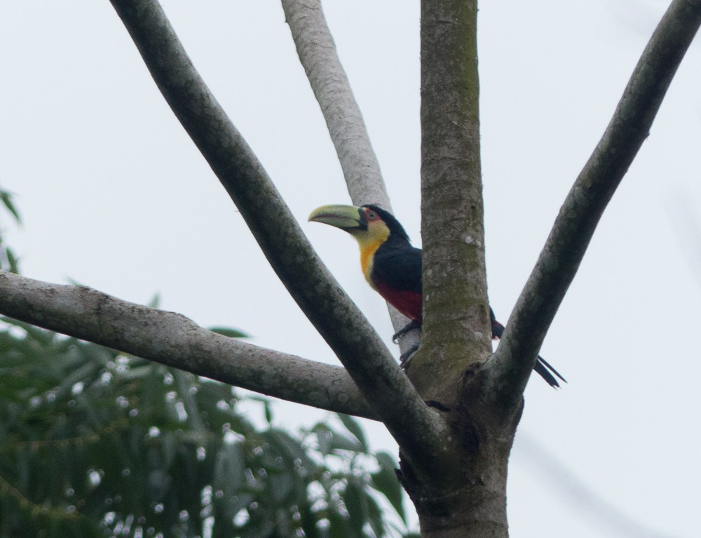 Toucan à ventre rouge - ML144913611