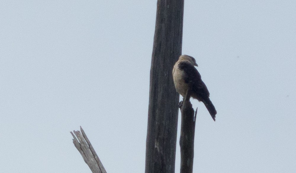 Caracara à tête jaune - ML144913761