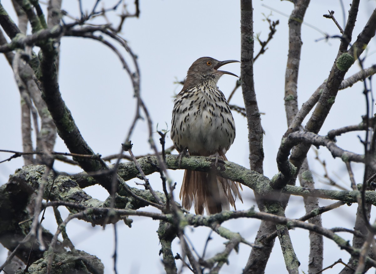 Long-billed Thrasher - Ian Thomson