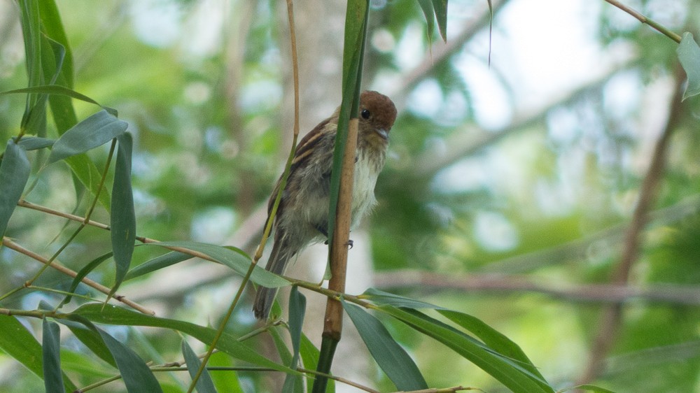 Bran-colored Flycatcher - ML144914341