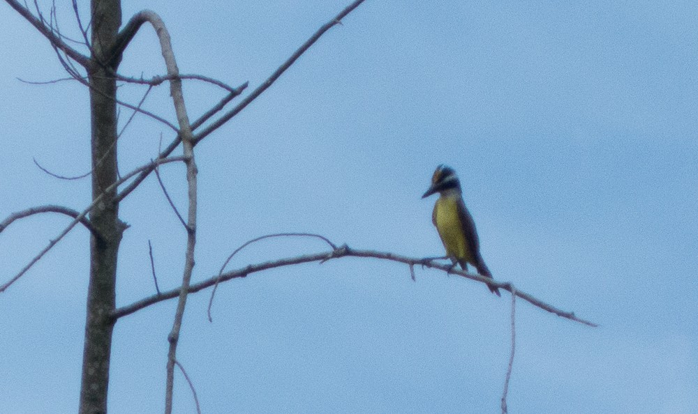 Great Kiskadee - ML144914451