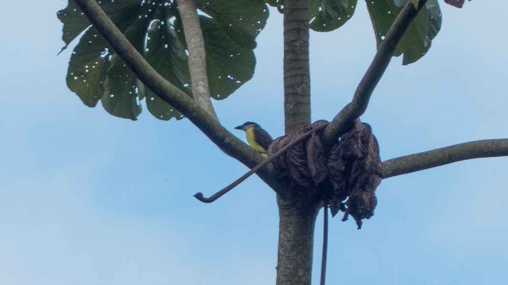 Boat-billed Flycatcher - ML144914491