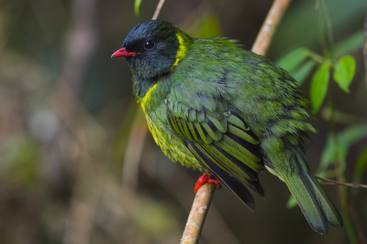 Green-and-black Fruiteater - ML144914831