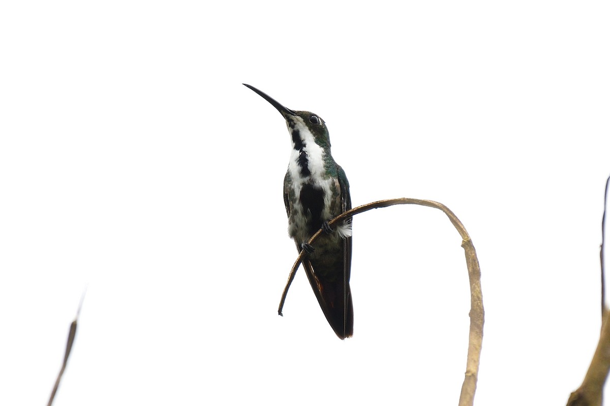 Black-throated Mango - ML144916071