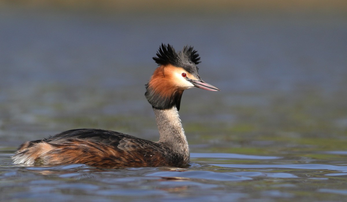 Great Crested Grebe - Pierre Montieth