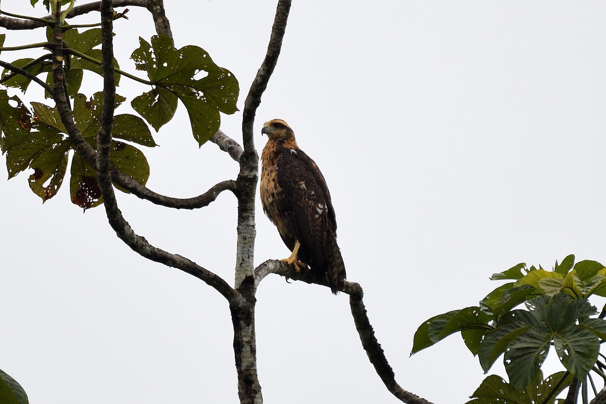 Great Black Hawk - ML144916601