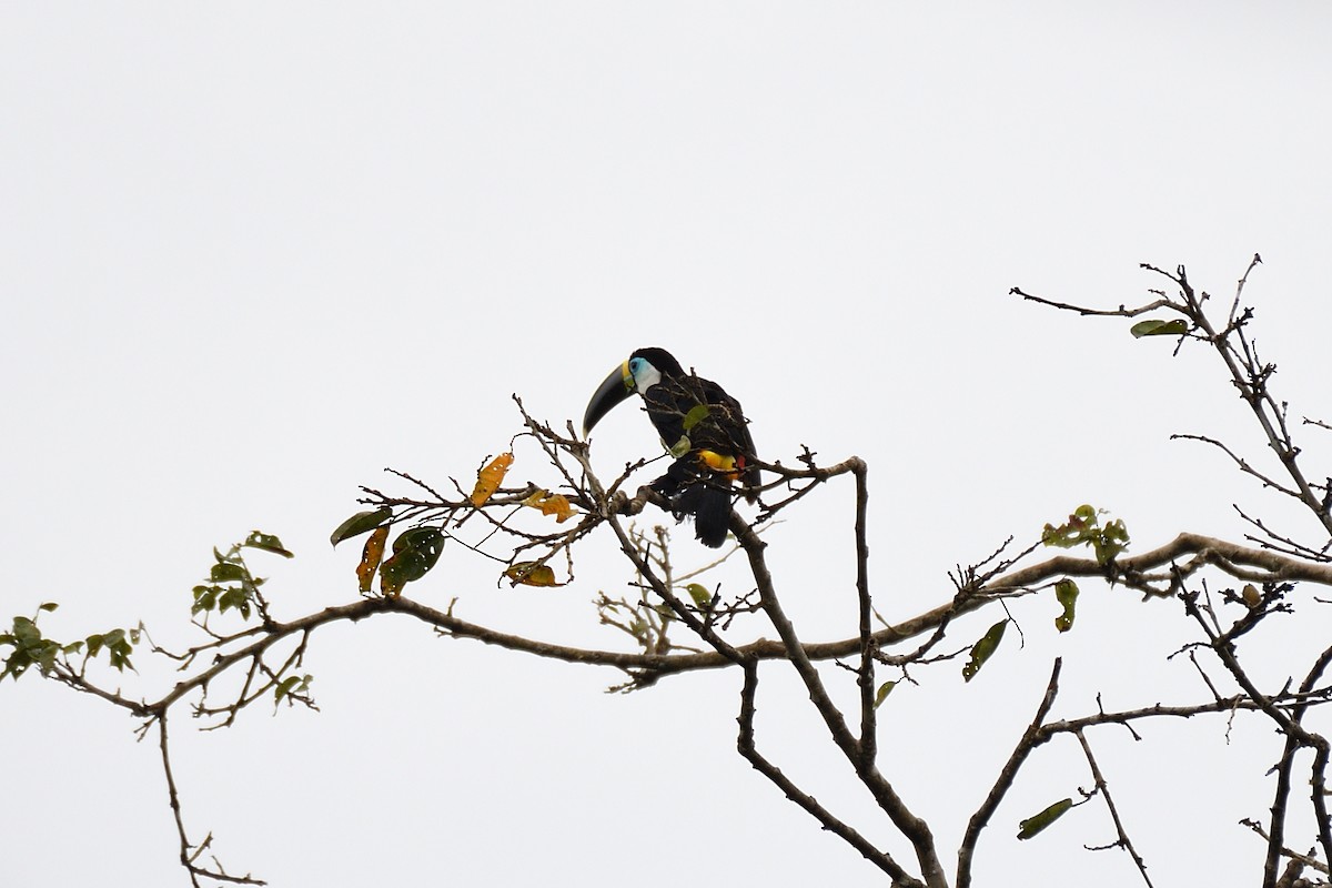 White-throated Toucan - ML144917111