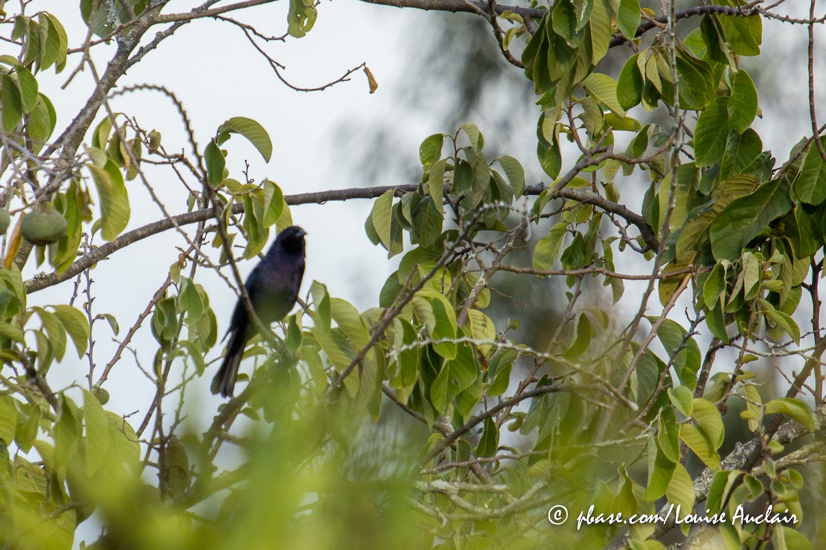 Shiny Cowbird - Louise Auclair