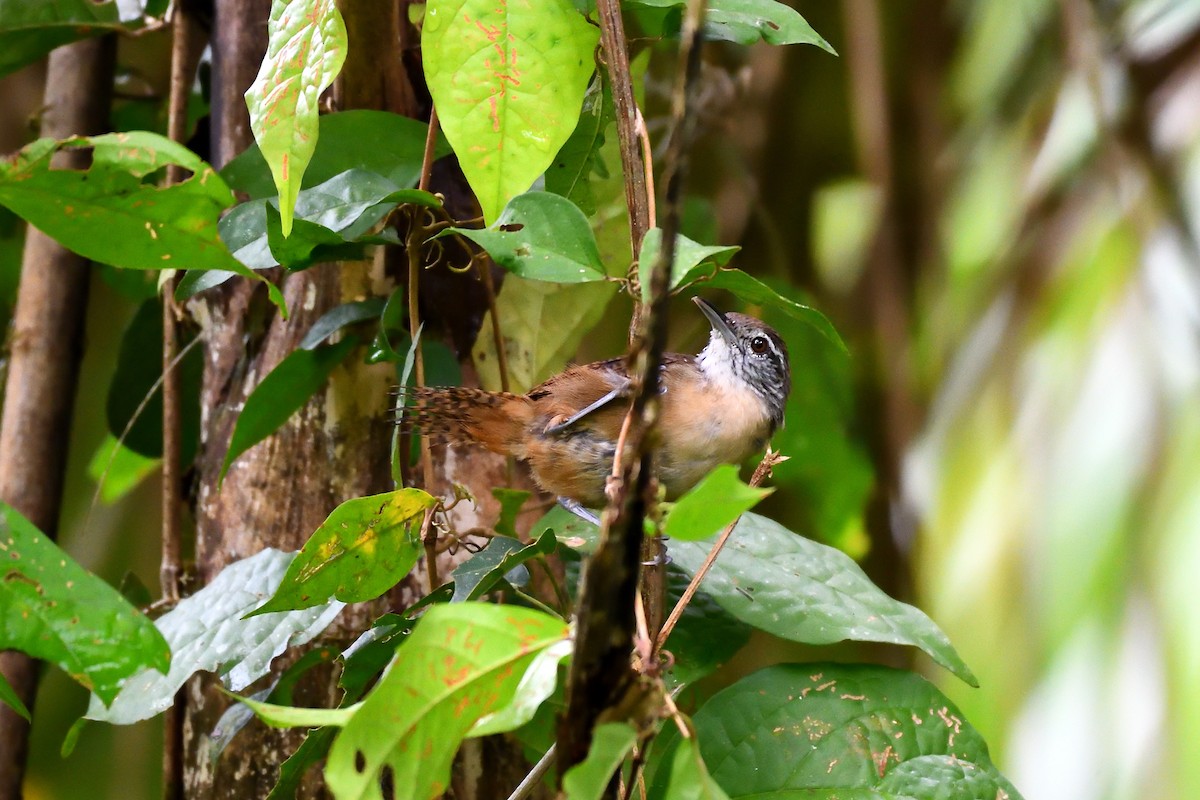 Buff-breasted Wren - ML144918551