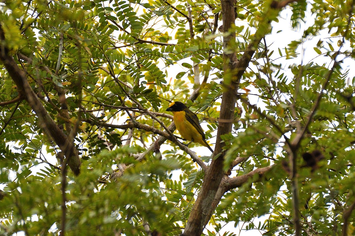 Thick-billed Euphonia - ML144918721